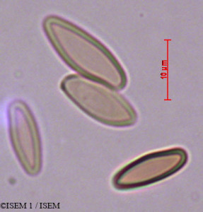 ISEM 1/Boletus_erythropus_99034/Boletus_erythropus_99034_0001(copy)_thumb.jpg